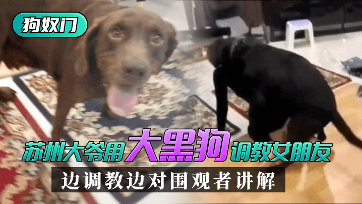 【苏州“狗奴门”】苏州大爷用大黑狗主题企划女朋友，边主题企划边对围观者讲解_