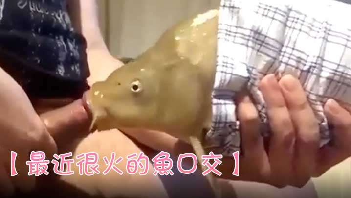 【最近很火的鱼特写】鱼都被迫下海了吗